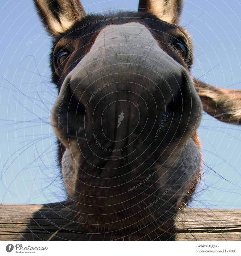 Moohh Animal Funny Blue Brown Nasal hair Donkey Nose Colour photo Exterior shot Day Muzzle Eyes Looking into the camera Deserted Close-up Near Nostrils Odor