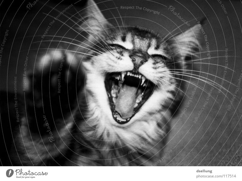 Close up of a cat with paw in the foreground Black & white photo Joy Animal Moustache Cat Catch Laughter Point Soft Gray White Snout Attack Beat Side Dentist