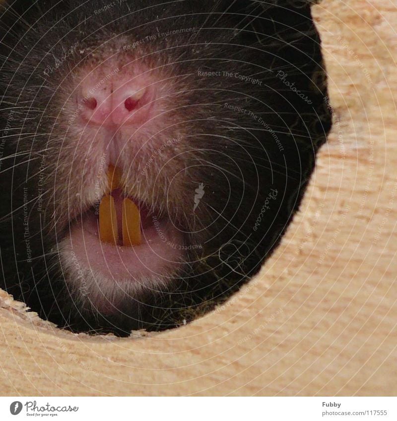 Helmut Hamster Facial hair House (Residential Structure) Round Window Animal Funny Pink Wood Macro (Extreme close-up) Close-up helmet Hair and hairstyles