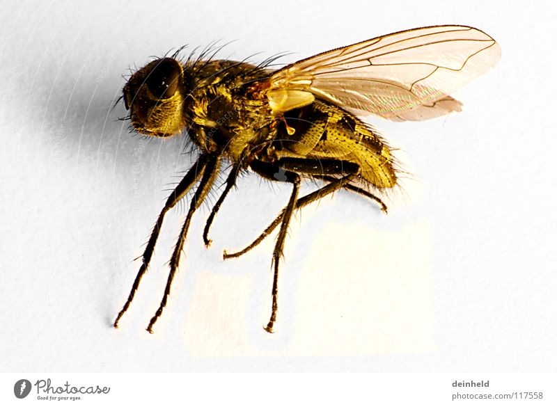 The little one is big Yellow Retroring Animal Macro (Extreme close-up) Close-up Fly Death Wing Flying