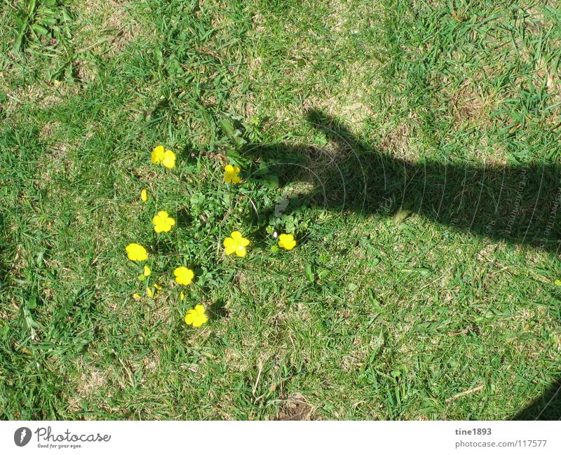 Many thanks for the flowers Flower Yellow Small Hand Meadow Grass Summer Hot Exterior shot Shadow play buttercup Sun Considerable Arm Pasture Freedom Happy