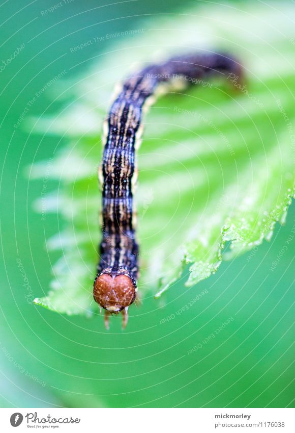 enjoyment of leaves Nature Plant Leaf Caterpillar Butterfly Baby Discover Crawl Curiosity Green Enthusiasm Watchfulness Appetite Fear Horror Nerviness Gluttony