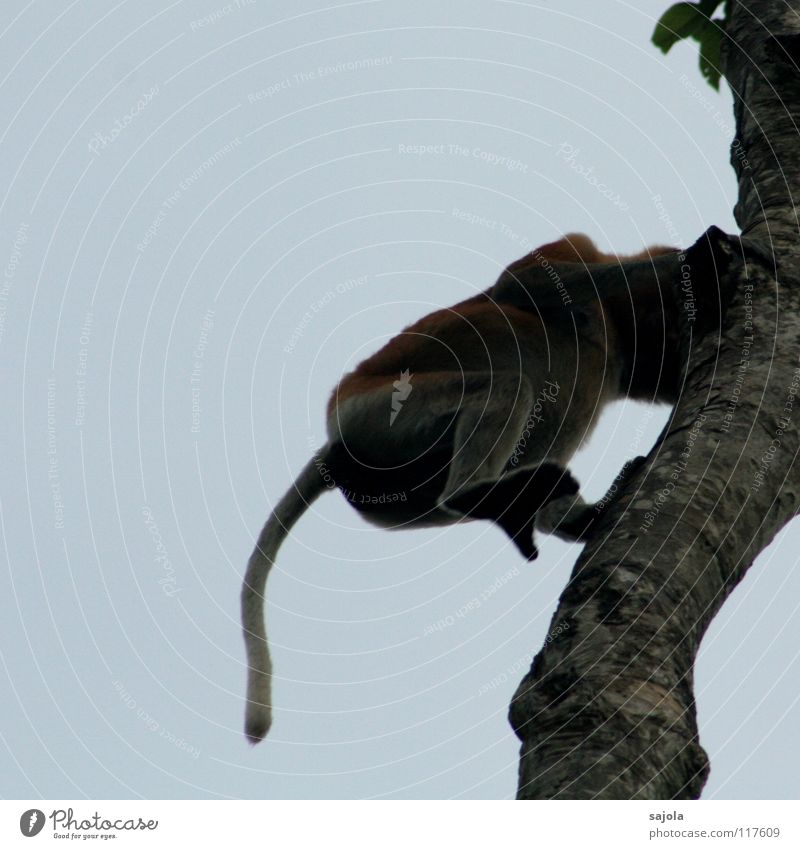 nasal monkey descending Animal Sky Tree Wild animal Monkeys Tails Legs Paw 1 Movement Long Blue Brown Black Borneo Animal foot Mammal Asia Eurasian monkey