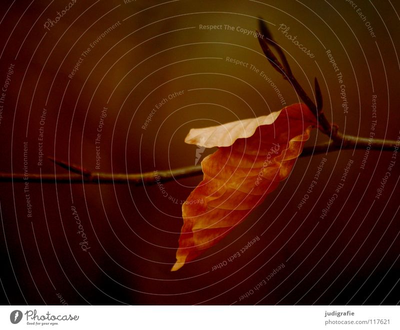 adherence Leaf Tree Beech tree Autumn Winter Deciduous tree Goodbye To hold on Physics Environment Plant Calm Colour Twig Branch Death To fall Warmth Nature