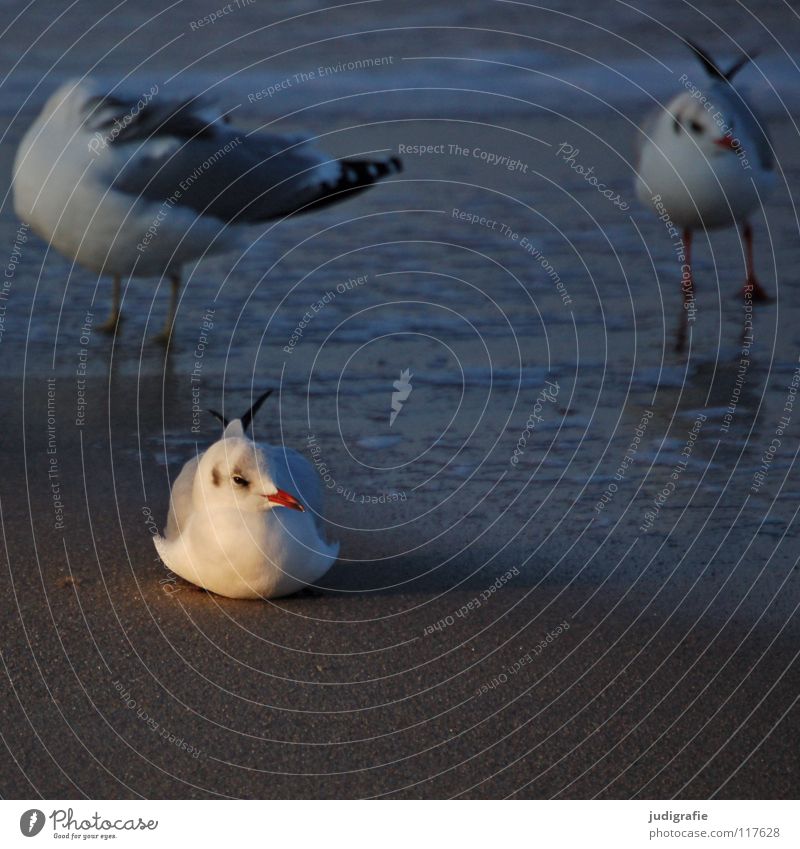 gulls Black-headed gull  Seagull Bird Winter Beach Ocean Lake Vacation & Travel Feather Beak Fischland Western Beach Ornithology Environment Wilderness Animal