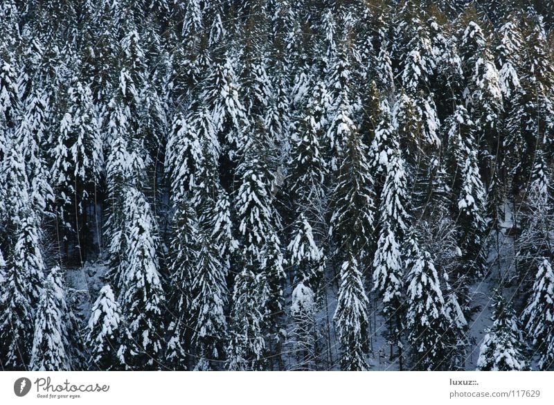 The forest for all the trees Forest Winter Snow Fir tree Timber Firewood Renewable energy Raw materials and fuels Forest death Sustainability sugared coniferous