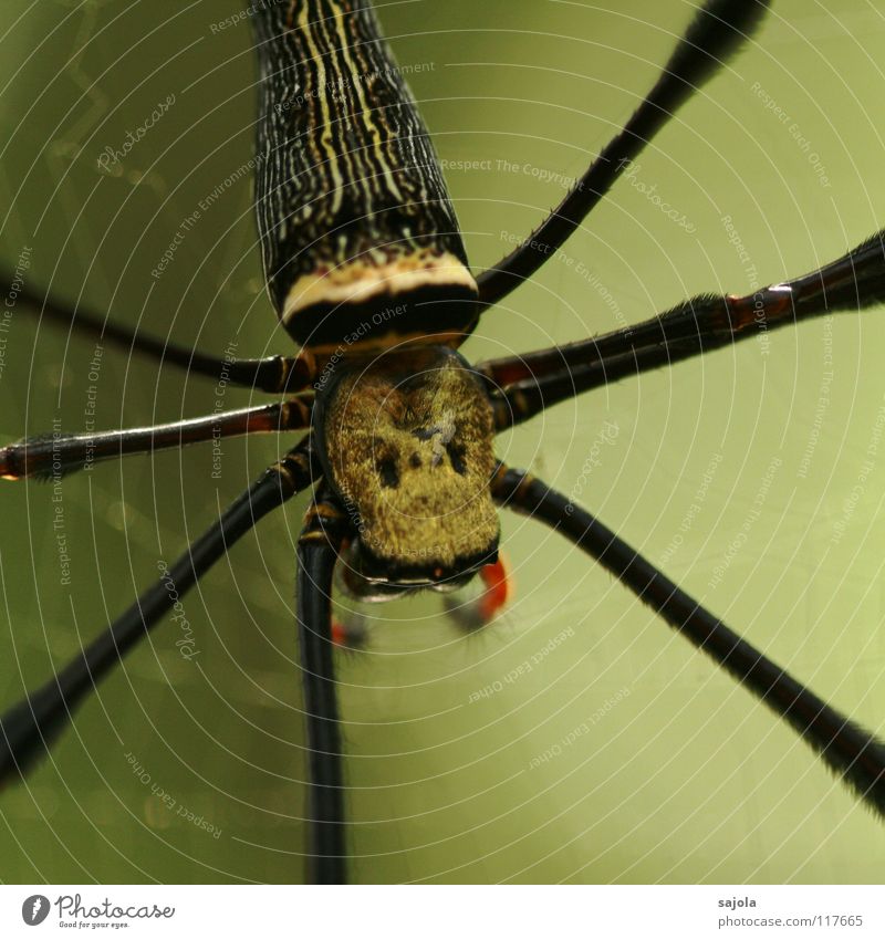 nephila pilipes II Colour photo Exterior shot Close-up Detail Macro (Extreme close-up) Neutral Background Day Shallow depth of field Animal portrait Upper body