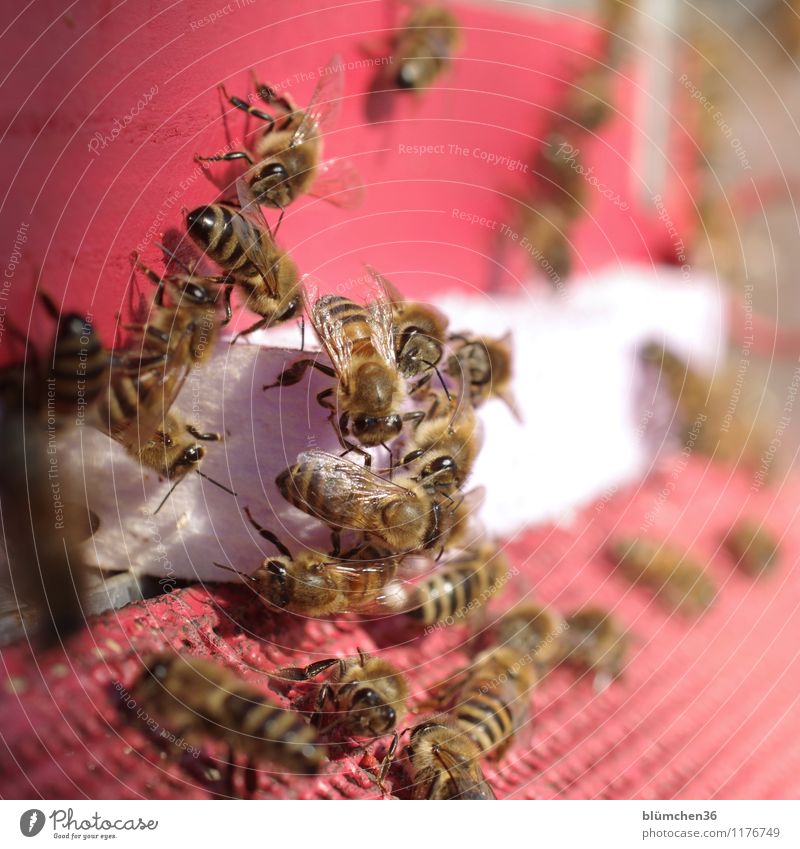 bees teamwork