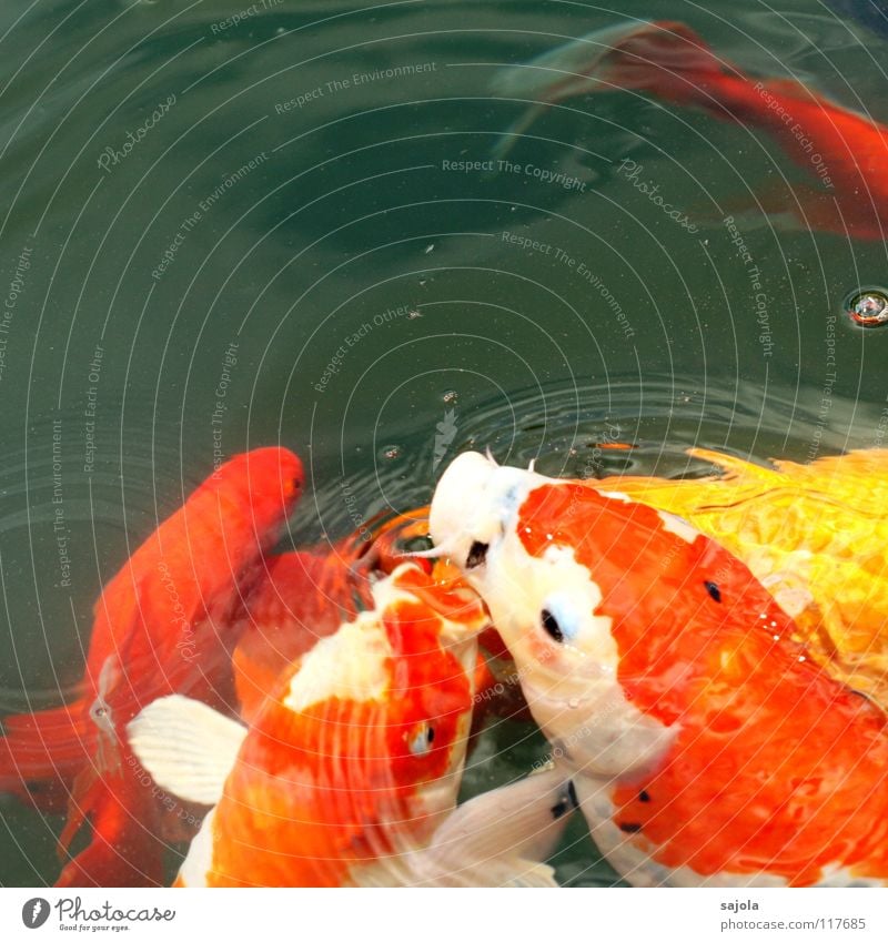 food jogging Animal Water Pond Fish Animal face Scales Koi Fish eyes Fish mouth Carp Group of animals To feed Yellow White Appetite Voracious Lack of inhibition