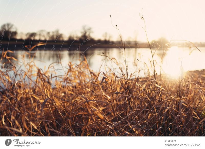 Liquid sun Vacation & Travel Summer Sun Environment Nature Landscape Water Sunrise Sunset Beautiful weather Plant Grass Bushes Park Meadow Lakeside River bank