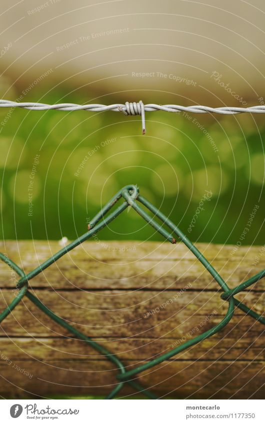 safe is safe Environment Nature Spring Grass Leaf Foliage plant Wild plant Garden Fence Wire netting fence Barbed wire fence Wood Metal Plastic Thin Authentic