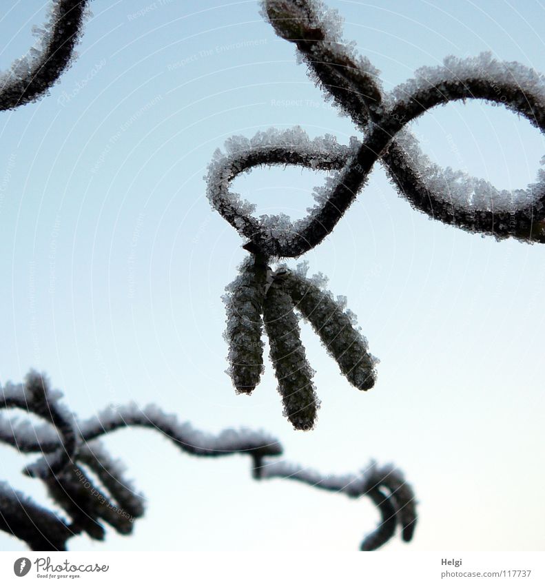 curly Winter Freeze Frozen Hoar frost Cold Ice Ice crystal Hazelnut Bushes Tree Plant Branchage Warped Together Side by side Consecutively White Brown December