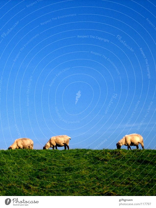 landscape conservation Sheep Wool Rural conservation Lawnmower Meadow Grass Green White To feed Dike Animal Mammal Clothing Mow the lawn Blue Sky Blue sky Wooly