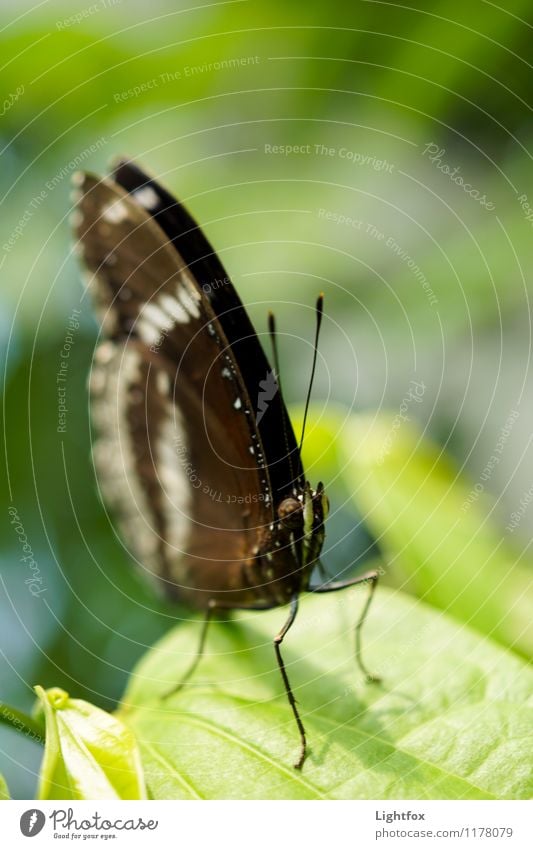 butterflies Butterfly 1 Animal Precision Ready to start Feeler Pests Caterpillar pupate Colour photo Exterior shot Animal portrait Looking into the camera