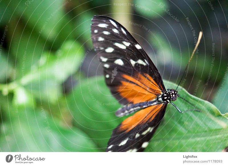 Butter Ilic Butterfly 1 Animal To hold on Flying To enjoy Illuminate Green Orange Black Feeler Delicate Fragile Compound eye Departure Aircraft drone Leaf