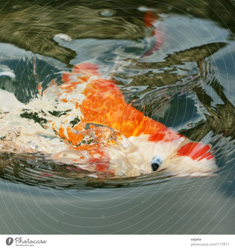 AAAH my eye Animal Water Pond Fish Animal face Scales Koi Carp Fish eyes Fish head Eyes Fish mouth 1 To feed Blue White Appetite Wrangling Gaudy Orange