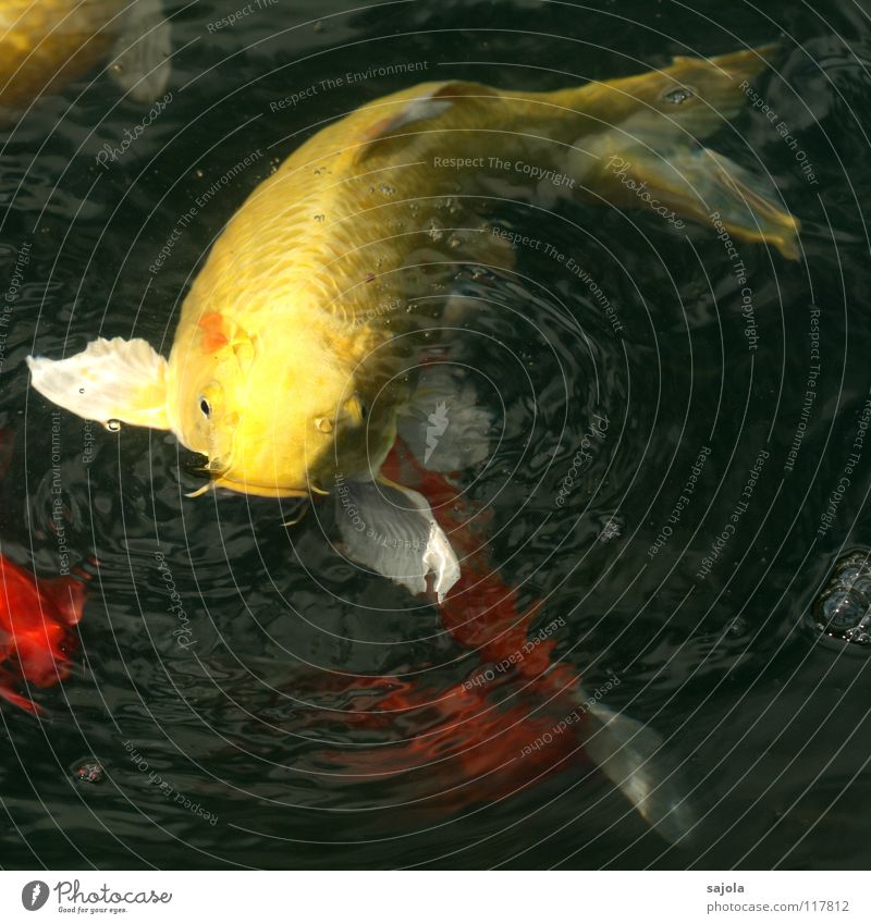 on lukewarm position Animal Water Pond Fish Scales Fish mouth Fin Carp Koi Fish eyes Eyes Head Tail fluke 1 Observe To feed Wait Yellow White Hope Appetite