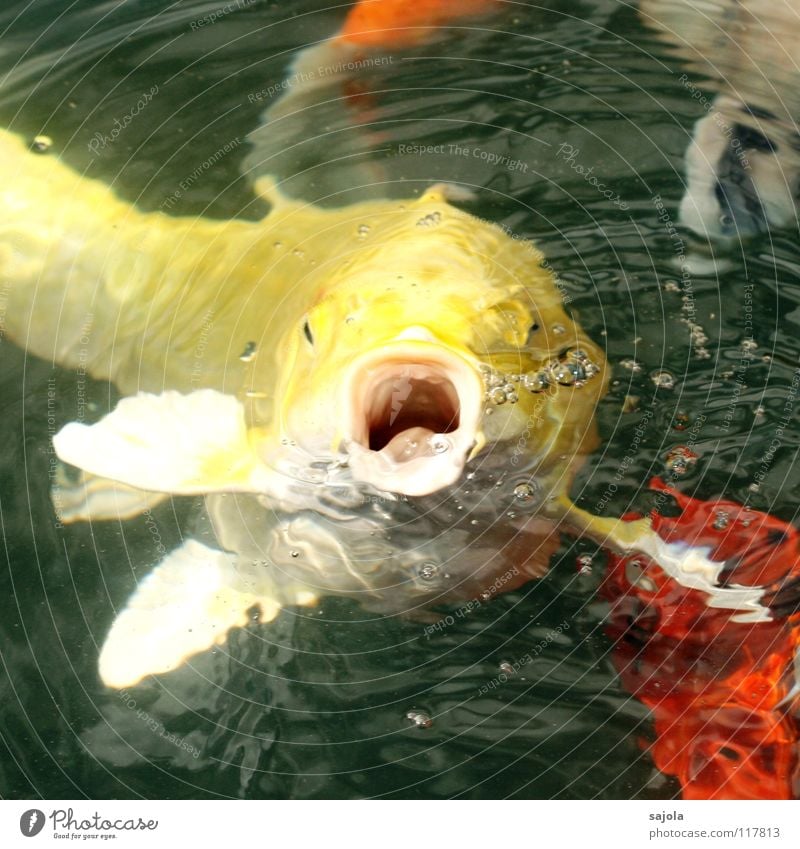 Throw!!!! Colour photo Multicoloured Exterior shot Close-up Macro (Extreme close-up) Blur Animal portrait Looking Forward Fish Water Pond Animal face Scales Koi