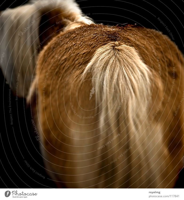 pony farm Horse Pelt Tails Mane Brown Black Dark Mammal Hind quarters ponny Bright