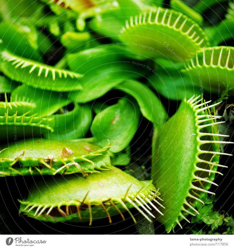 Shut up - fly dead Venus' flytrap Carnivore Plant Green Foliage plant Leaf Blossom To feed Dangerous Deceptive Digestive system Flower Bristles Catch Greenhouse