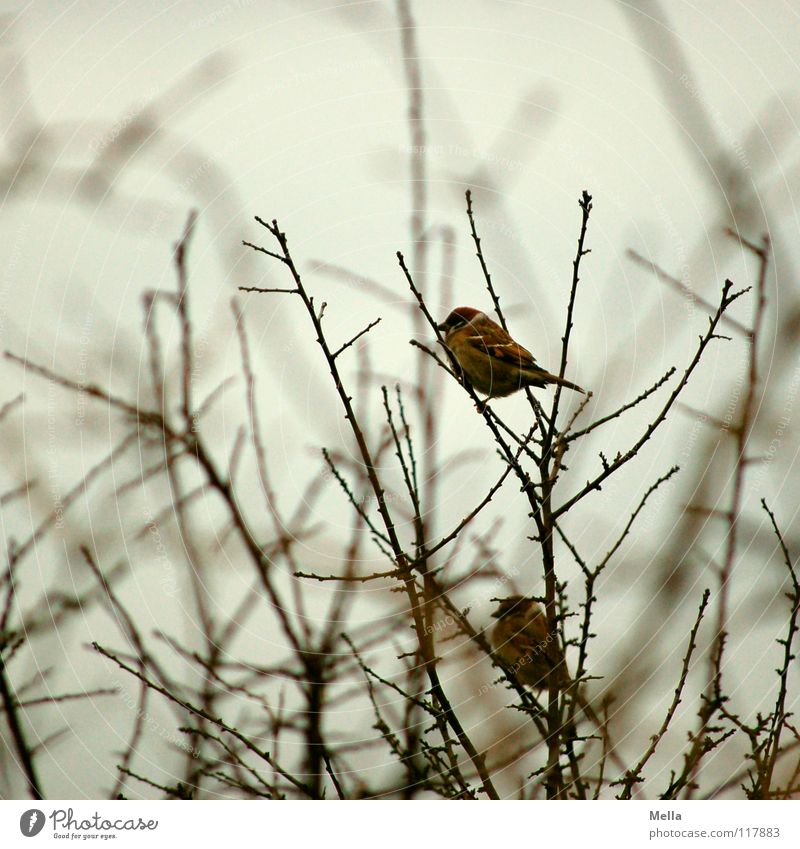 Sparrow winter III Bird Small 2 Together Matrimony Tree Bushes Gloomy Empty Leafless Lack Cold Loneliness Gray Colorless Silver lining Horizon Desire Hope Grief