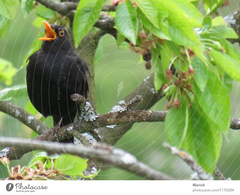 singing blackbird Bird 1 Animal Listening Authentic Free Happiness Near Emotions Moody Joy Happy Joie de vivre (Vitality) Spring fever Love of animals Life