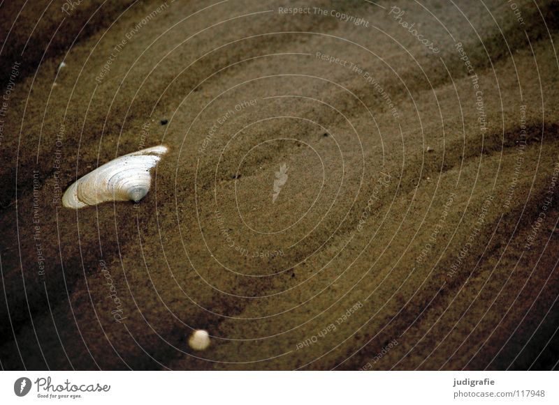 beach landscape Beach Mussel Sand gaper mussel White Empty Lime Waves Soft Ocean Coast Discovery Colour Fish Bowl Structures and shapes Line Baltic Sea