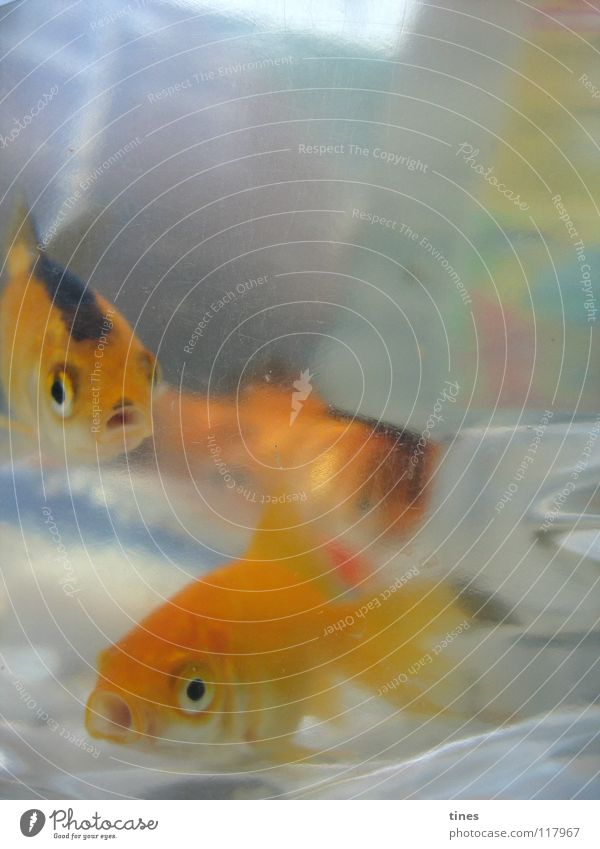 Hoi Baby Koi! Looking Curiosity Fish Gold Bubble Logistics Water Marvel Eyes Swimming & Bathing