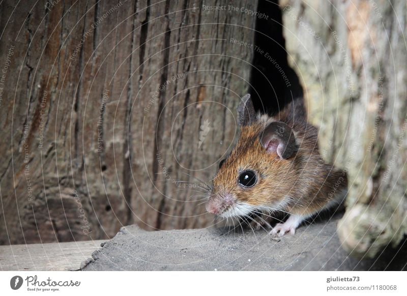 Mouse, look out! Wild animal wood mouse garden mouse 1 Animal Storage shed Barn Wood Observe Listening Looking Brash Beautiful Small Astute Curiosity Cute Brown