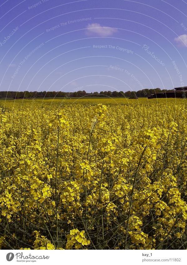 Rapeseed field2 Canola Field Yellow Agriculture colza