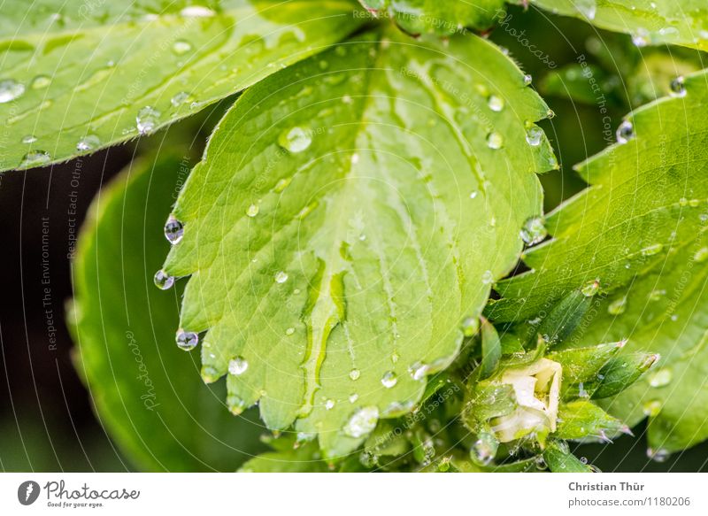 peaceful meditative atmosphere. water dripping from