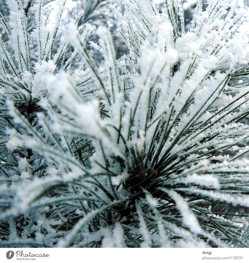 Rime on pine needles Winter December January February Freeze Frozen Hoar frost Cold Ice crystal Winter forest Tree Plant Long Thin Green White Glittering Brown