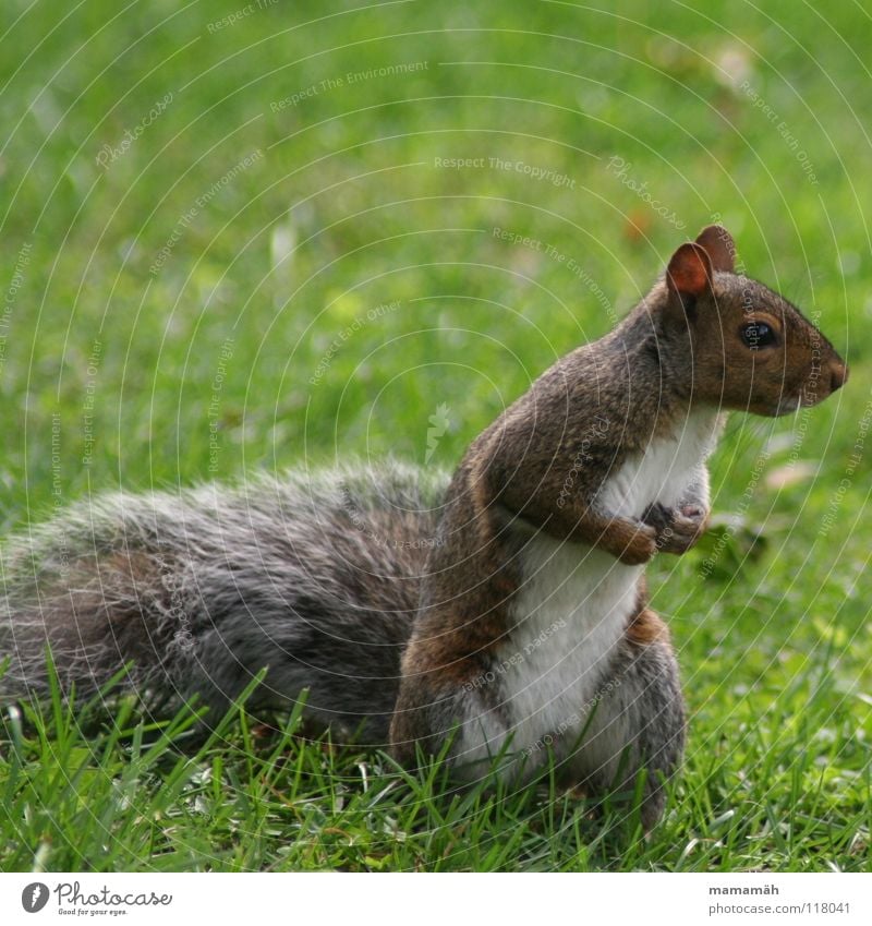 Favourite animal: squirrel! Part 2 Squirrel Paw Bushy Sweet Small Cute Tree Meadow Grass Toronto Park Speed Brown Pelt Rodent Mammal Be confident Brash Ear Nose