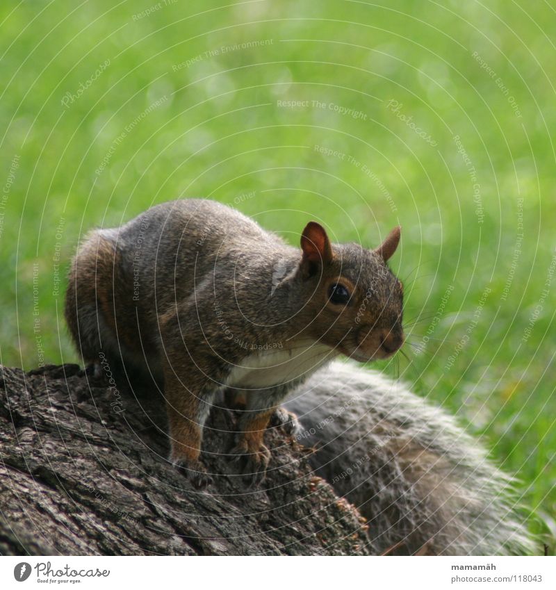 Favourite animal: squirrel! Part 3 Squirrel Paw Bushy Sweet Small Cute Tree Meadow Grass Toronto Park Speed Brown Pelt Rodent Mammal Be confident Brash Ear Nose