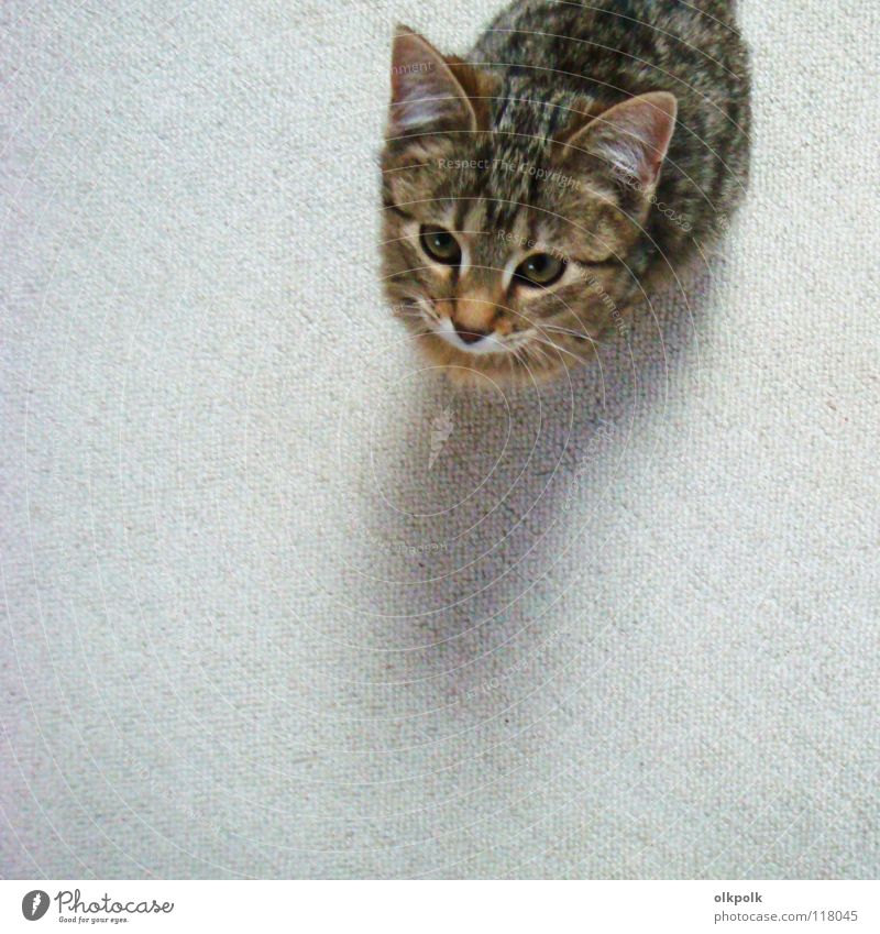 the small one with the big ears Cat Pelt Carpet White Tiger skin pattern Soft Snout Obedient Small Bird's-eye view Mammal kitty Tabby cat Ear Shadow