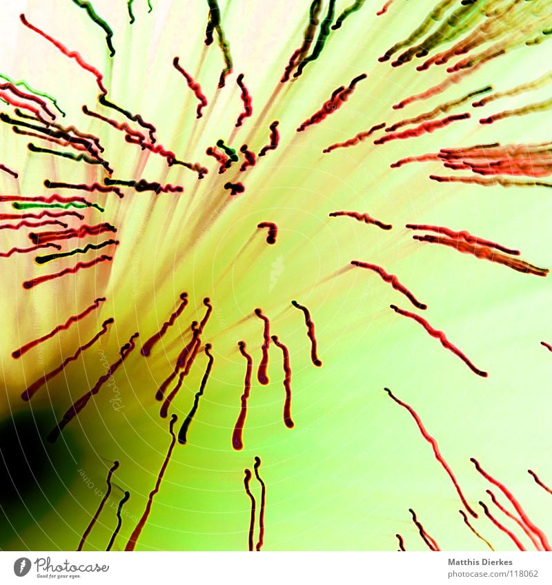 blossom Light Visual spectacle Fairy lights Tripod Long exposure Radiation Curve Balance sheet Statistics Progress Tracks Deep Speed Circle Economic cycle