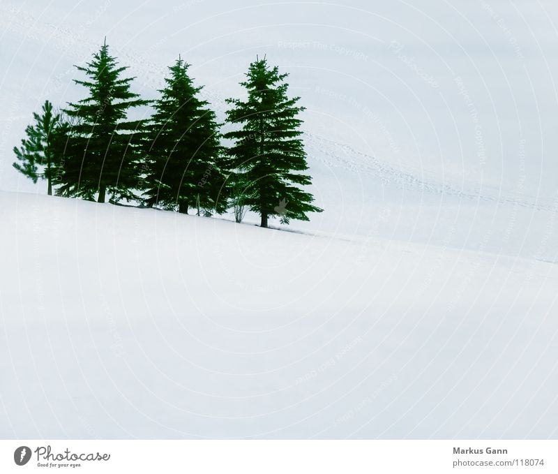 Firs in winter Fir tree Winter White Cold Green Tree Slope Snow minus Ice Multiple Mountain