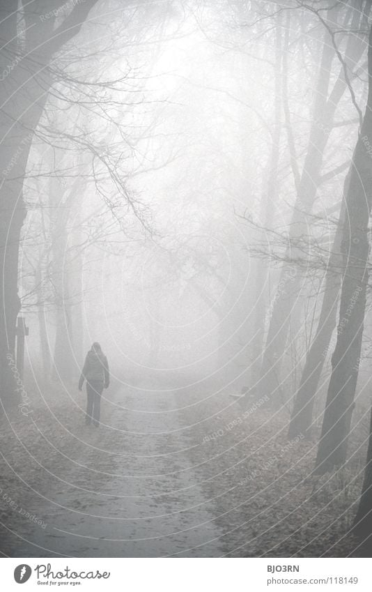 foggy woods #2 Fog Loneliness Cold Dark Tree Winter Forest Wet Damp Frozen Nature Misty atmosphere Pedestrian Going Ambiguous Mysterious Woman Portrait format