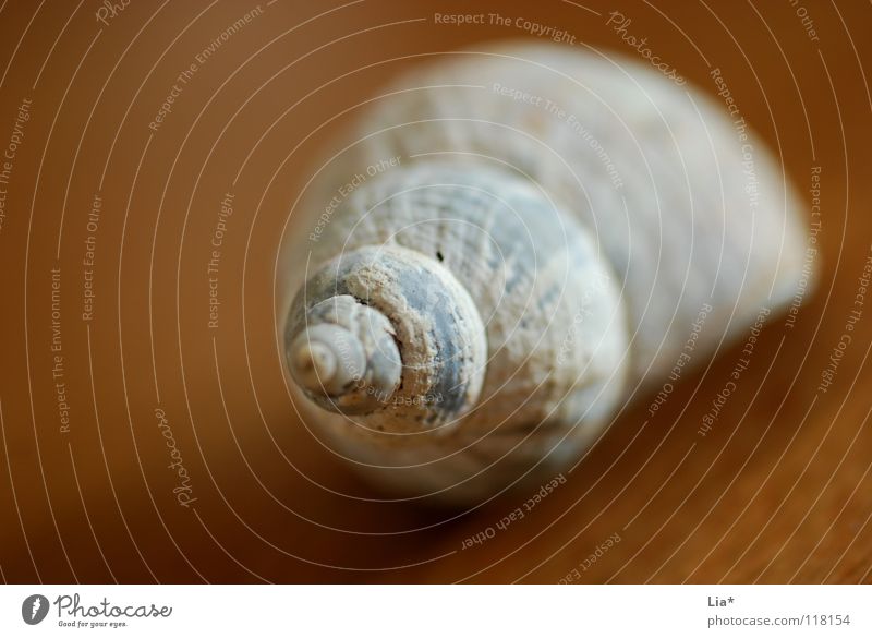 find Snail shell Mussel House (Residential Structure) Spiral Rotated Ocean Lake Seafood Screw Lacking Rarity Lime Decoration Jewellery Round Find Discovery