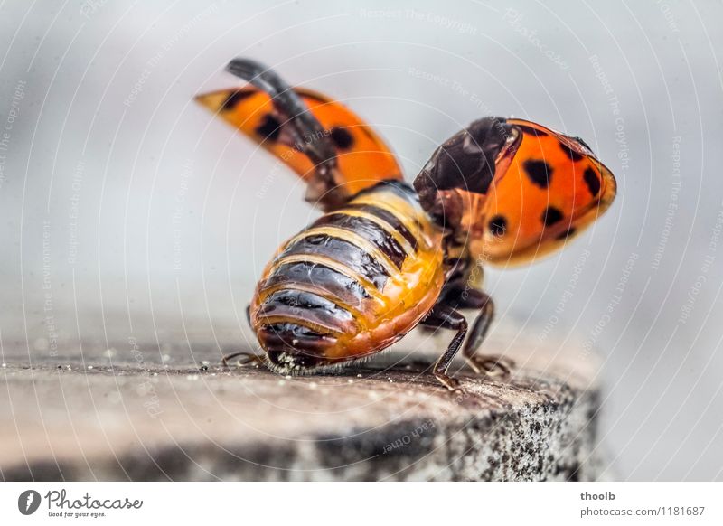 ladybird shortly before departure Environment Nature Animal Happy Sustainability Optimism Growth detail Grand piano Insect Ladybird Blur Unfolded Frontal Red