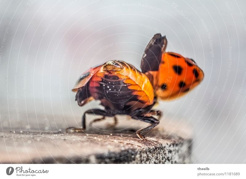 ladybird shortly before departure Happy Aviation Environment Nature Animal Fly Wing Small Natural Beginning Geometry Good luck charm Insect Ladybird Point