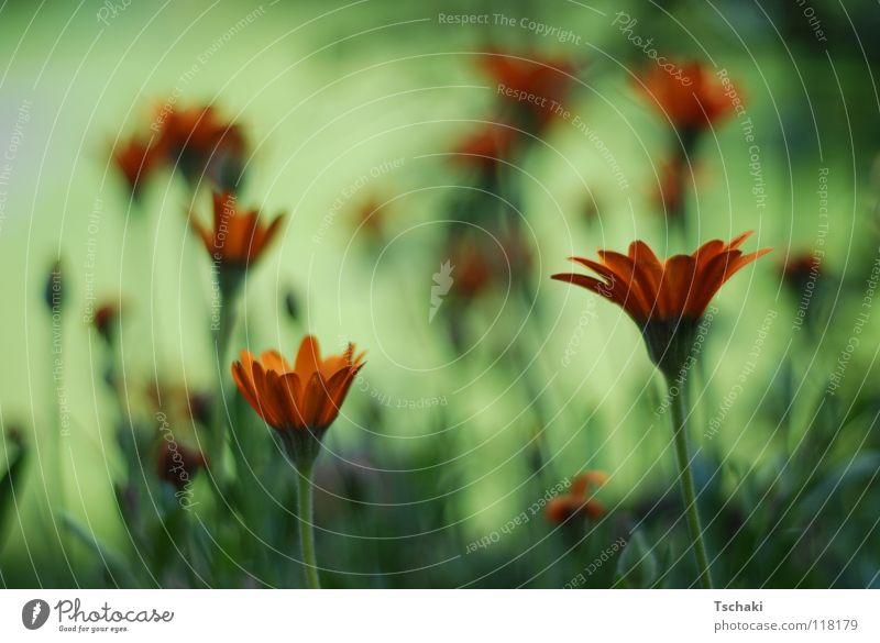 flower field Flower Green Blur Summer Washed out Soft Delicate Painted Painting and drawing (object) Plant Orange Nature Relaxation softened