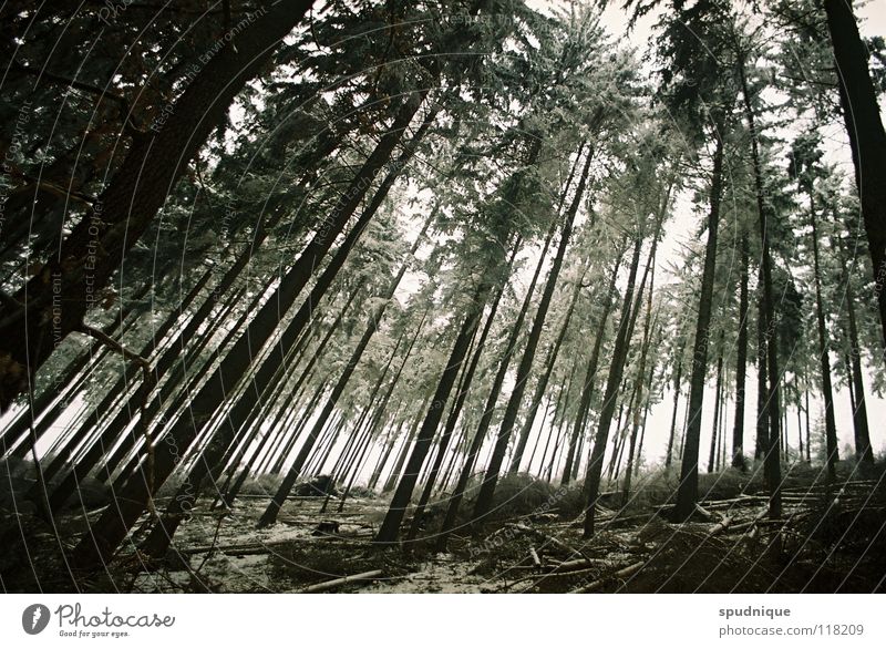 under wood Wood Forest Tree Coniferous forest Spruce Woodground Undergrowth Winter forest Cold Hoar frost Clump of trees Fear Panic fisheye perspective