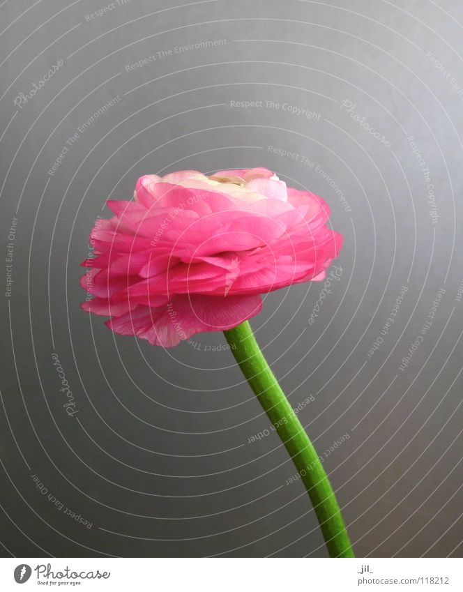 ranunculus Flower Delicate Force Pure Minimal Life Gaudy Pink Green Gray Beautiful Globeflower &lt;font color="#ffff00"&gt;-==- proudly presents