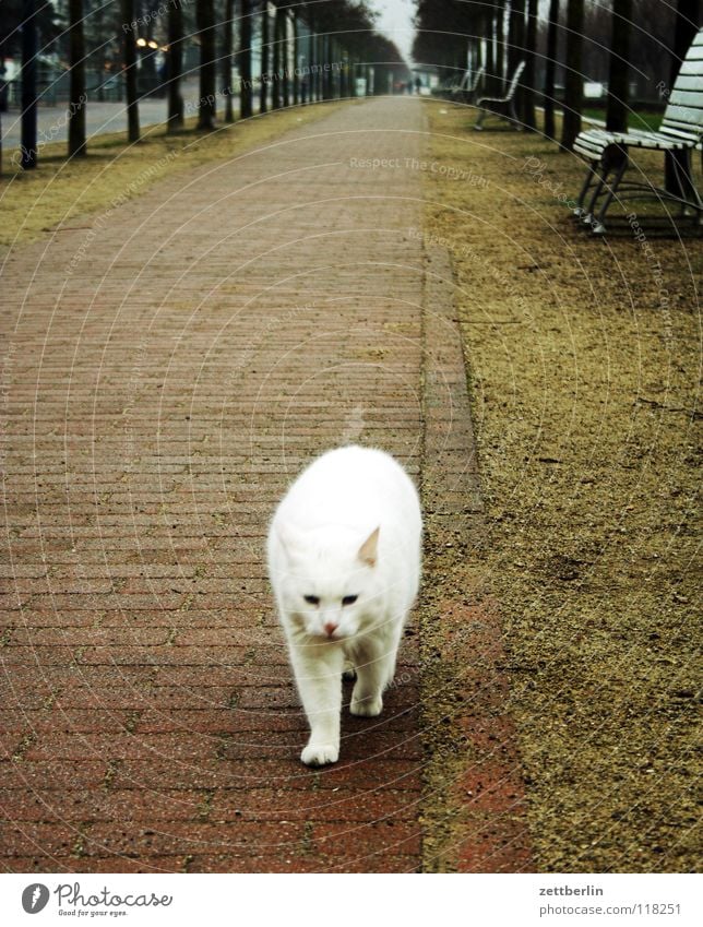 cat Cat Pet Sidewalk Promenade Avenue Tree White Pelt Horizon Attack Fur-bearing animal Animal Mammal Traffic infrastructure Trust feline skin cat allergy