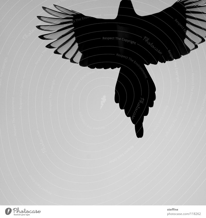 Rise of the PHOENIX Bird Black-billed magpie White Aerodynamics Autumn Cold Calm Loneliness Feather Thief Purloin Raven birds Resurrect Tails Crow Power Magic