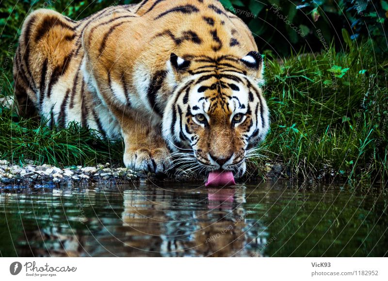 tiger Animal Water River bank Wild animal Cat Tiger 1 Sit Drinking Wet Natural Environmental protection Thirst Thirst-quencher Tongue Colour photo Exterior shot