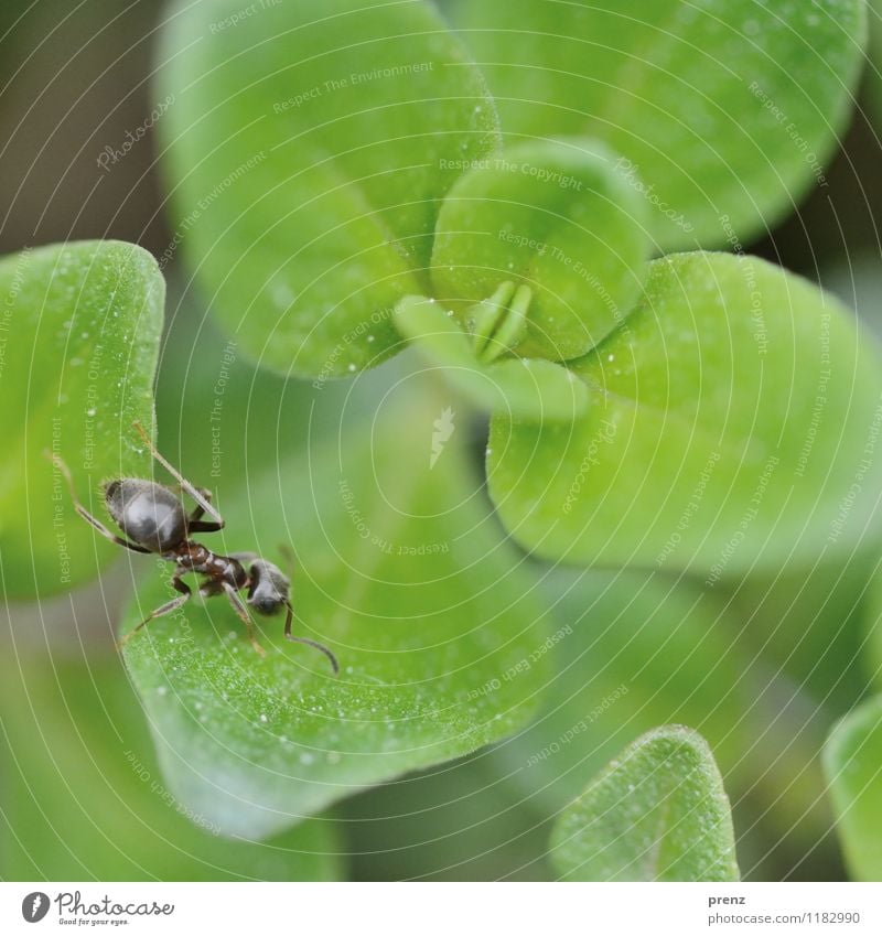 Ant on green Environment Nature Plant Animal Spring Beautiful weather Leaf Wild animal 1 Green Insect Crawl Colour photo Exterior shot Close-up