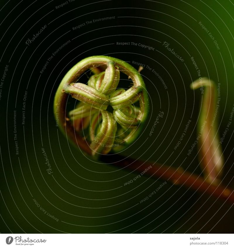 curled Nature Plant Fern Esthetic Round Brown Green Beginning Sustainability Coil Wheel Taoism Connectedness Spokes Consistent Colour photo Subdued colour