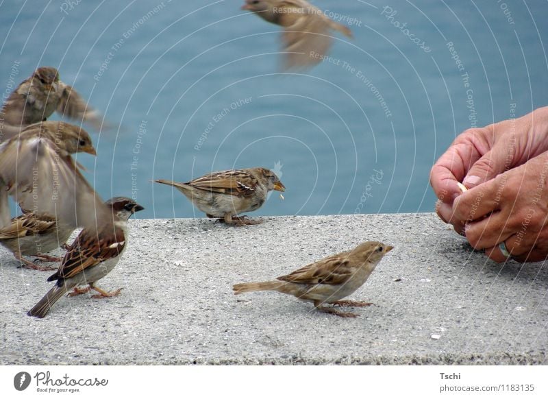 Who gets the crumbs? Hand Fingers Water Lakeside Animal Bird Group of animals Flying To feed Feeding Brash Free Curiosity Blue Brown Gray Love of animals